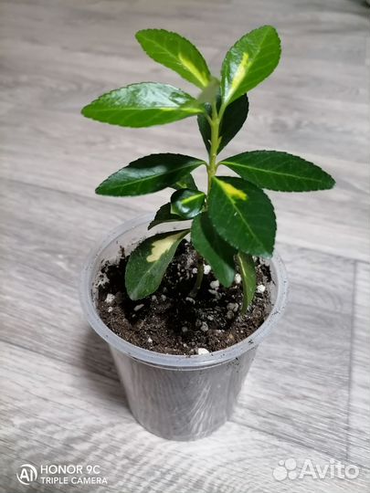 Бересклет японский