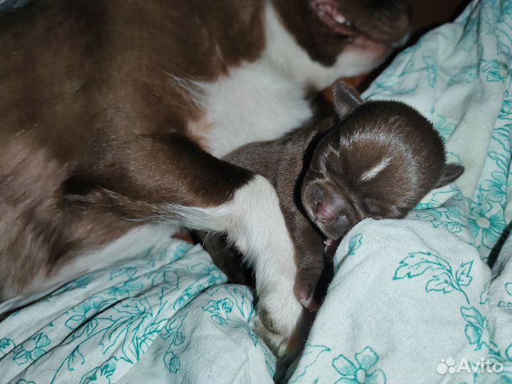 Щенки чихуахуа мини девочки
