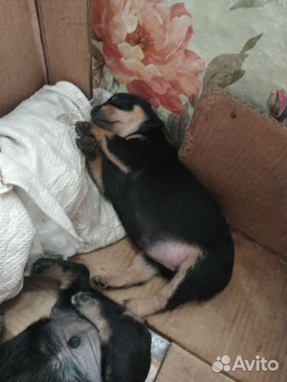 Той-терьер щенки