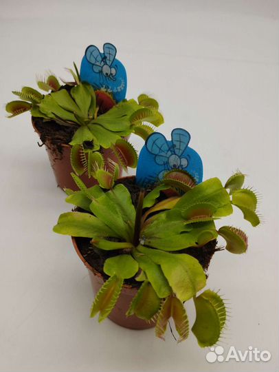 Венерина мухоловка