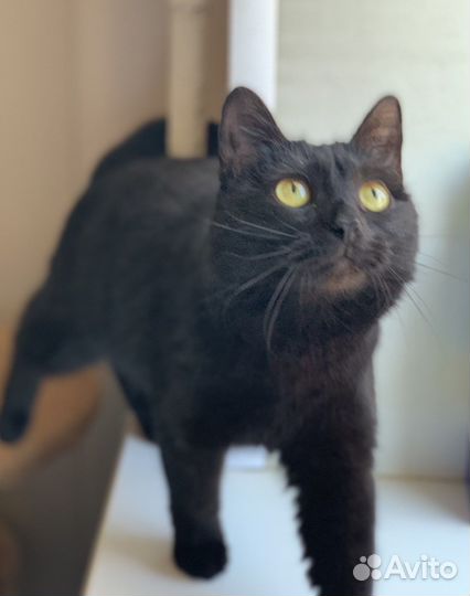 Кошки бесплатно