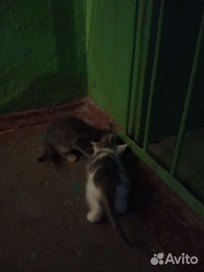 Найденные котята