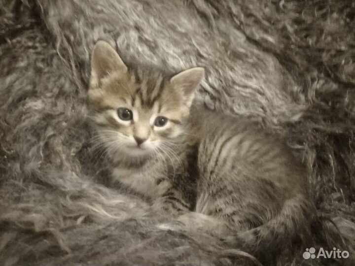 Отдаю котенка бесплатно