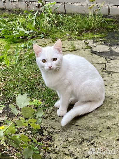 Котенок в добрые руки