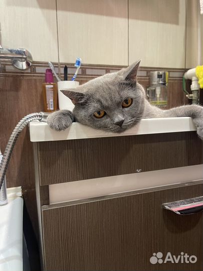 Британец отдам