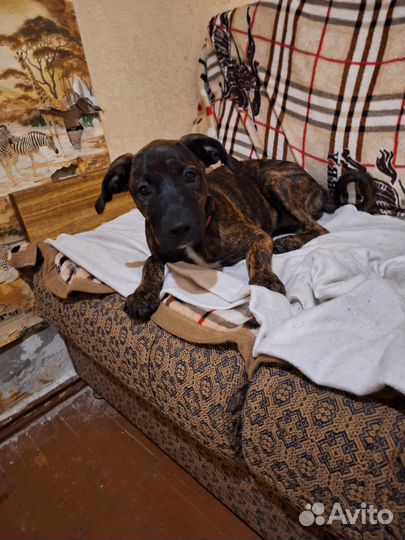 Щенок питбуль