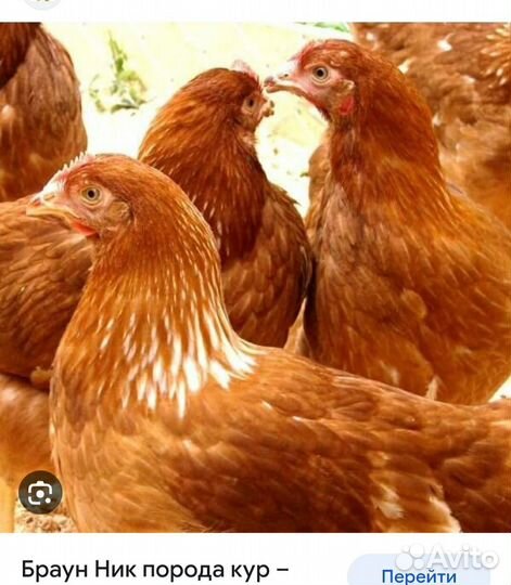 Куры несушка молодка