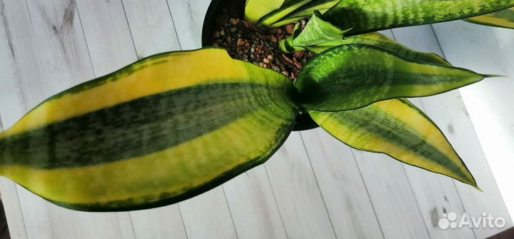 Сансевиерия Футура вариегатная