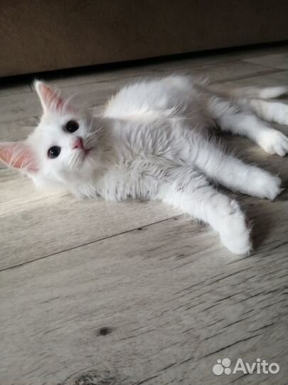 Котята Мейн-кун