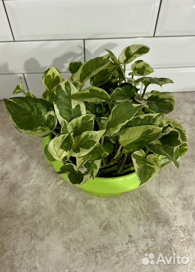 Комнатные цветы