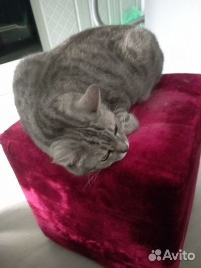 Британский кот