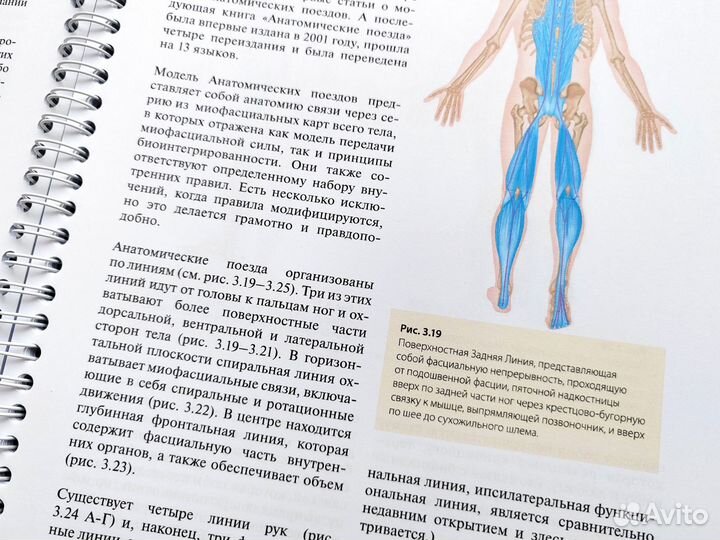 Fascia. Что это такое и почему это важно