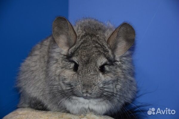 Шиншилла Стандарт ангора нФ