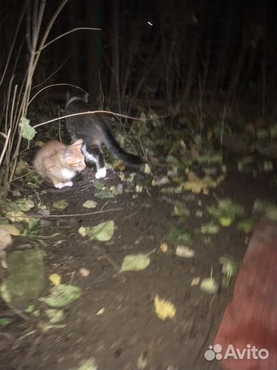 Замерзают кошки