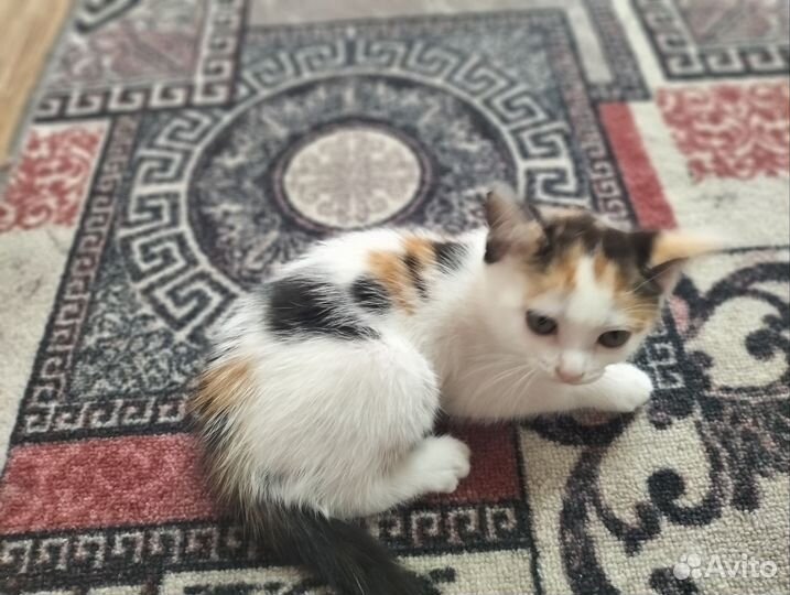 Денежные котята