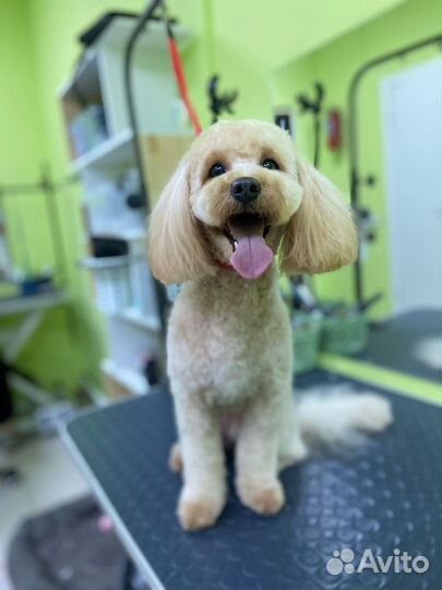 Услуги грумера