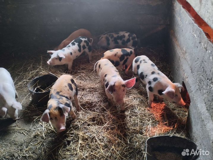 Поросята. Хряк