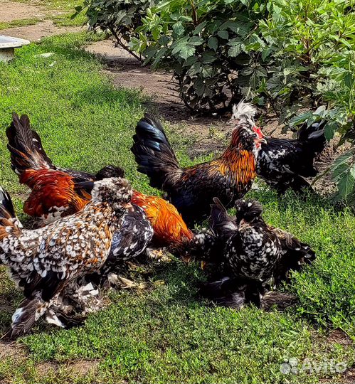 Куры Узбекская бетнамка