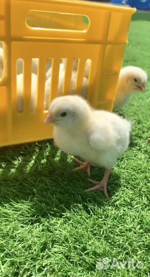 Бройлер суточный Кобб 500 и Росс 308 в Каширском