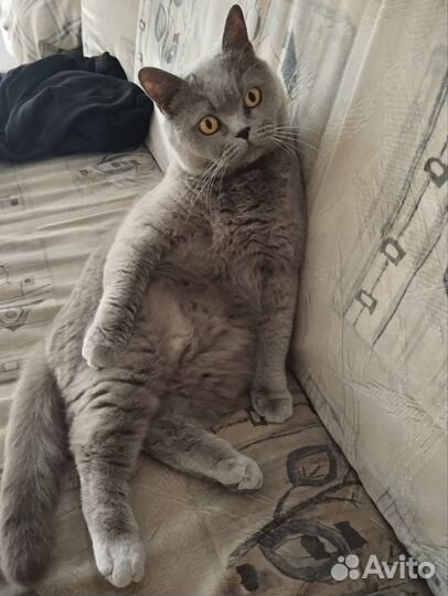 Британская