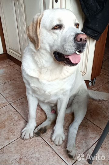 Кобель лабрадора вязка