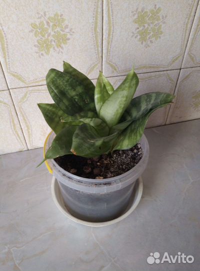 Сансевиерия