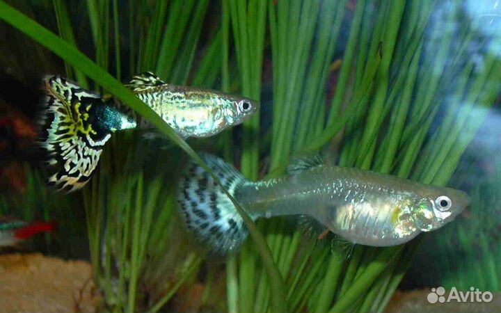 Рыбки гуппи