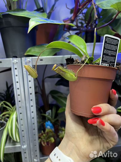 Дионея венерина мухоловка непентес