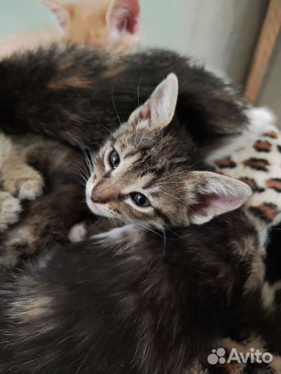 Котята девочки 1,5 месяца