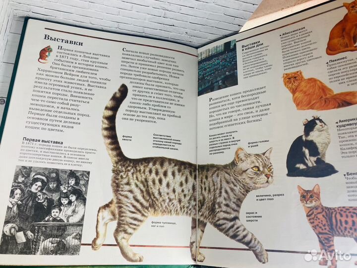 Детская энциклопедия «Кошки»