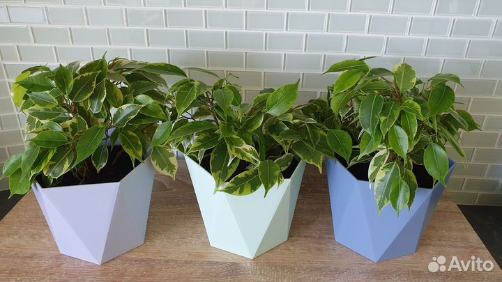 Фикус бенджамина пестролистный