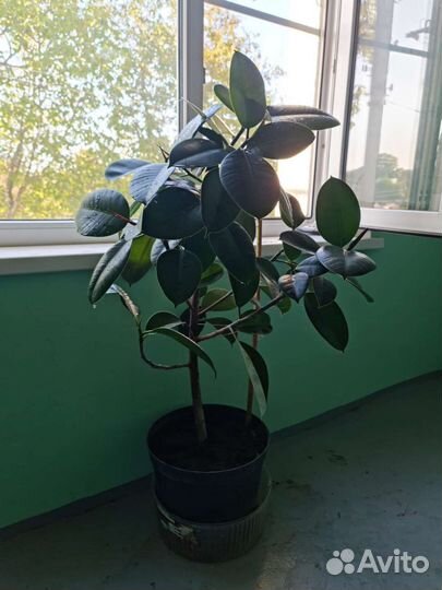 Комнатные растения