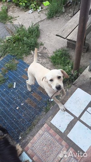 Отдам лабрадора