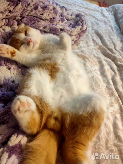 Вислоушки коты