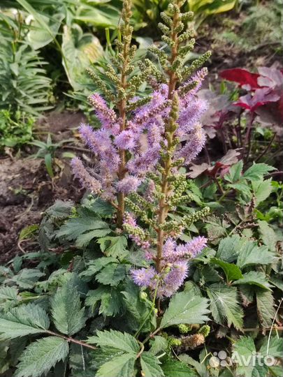 Почвопокровные растения почвопокровники