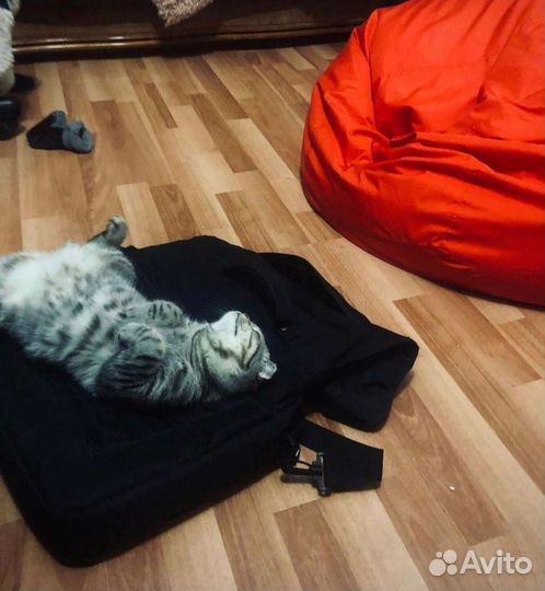 Передержка кошек, собак грызунов, птиц и др. жив-х