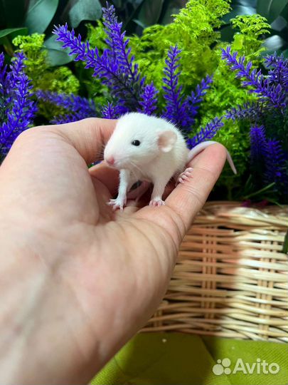 Крысята дамбо малыши