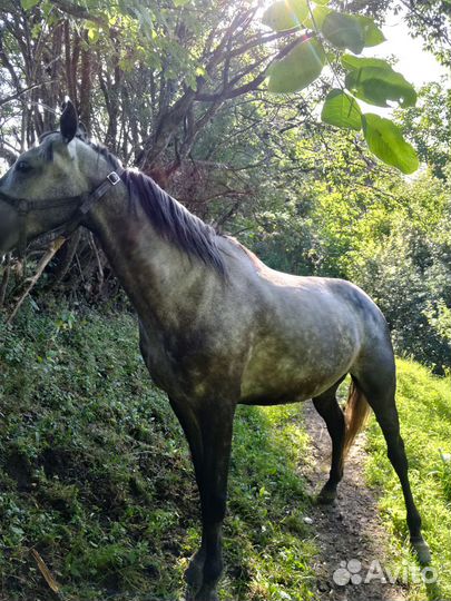 Продаю Мерин