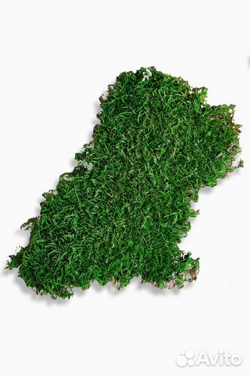 Плоский мох стандарт