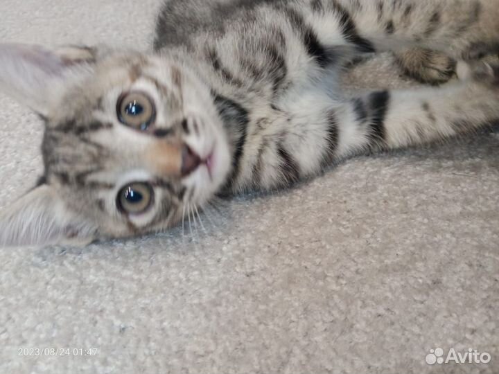 Кошка