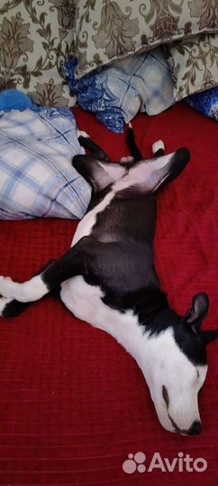 Американский питбуль