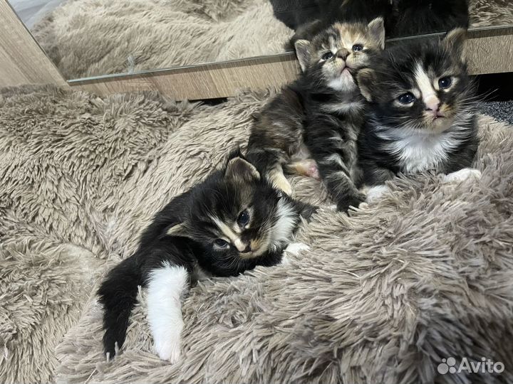 Котята мейн-кун