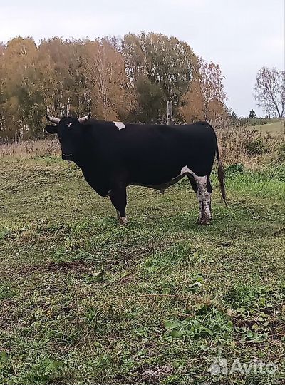 Продам быков 6 штк