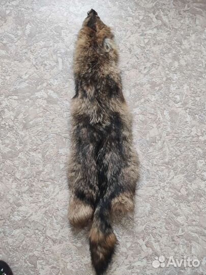 Шкура койота