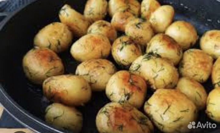 Молодое растение картофель