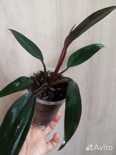 Монстера, филодендрон Plowmanii и др