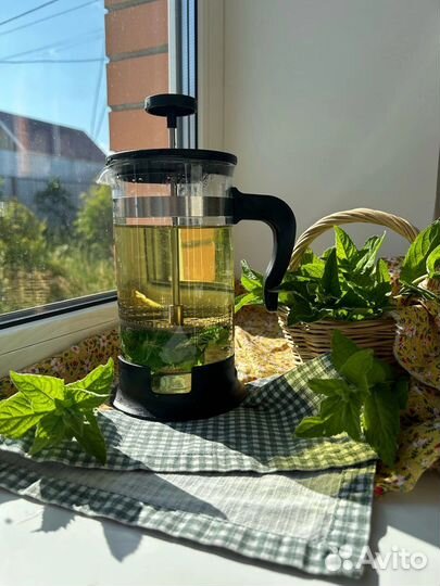 Мелисса ароматная