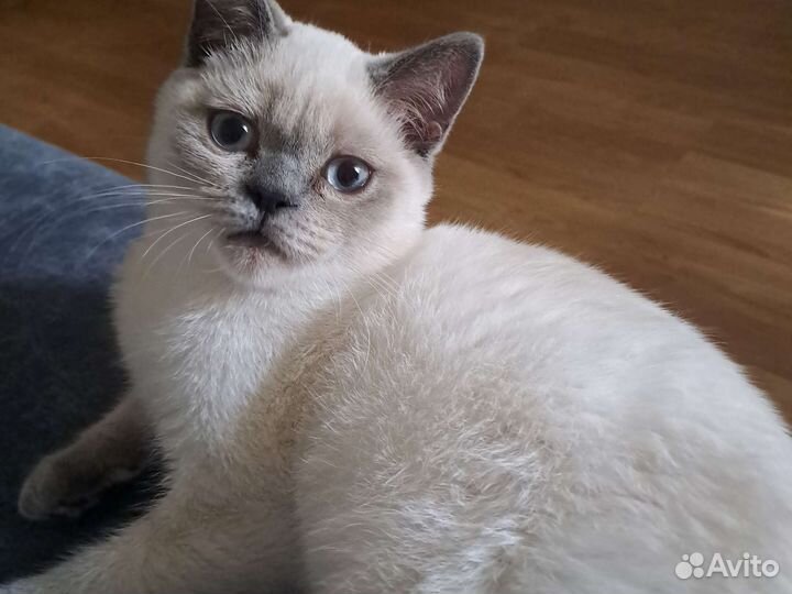 Шотландский котик