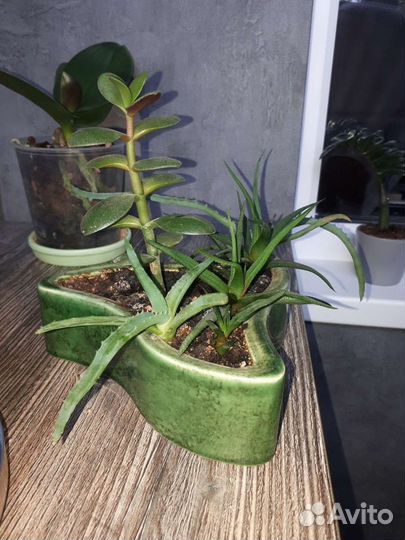 Алоэ хавортия денежное дерево крассула толстянка