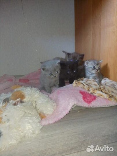 Ждут любимых хозяев